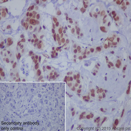 Immunohistochemistry (Formalin/PFA-fixed paraffin-embedded sections) - Anti-STAT1 (phospho S727) antibody [EPR3146] (ab109461), expandable thumbnail