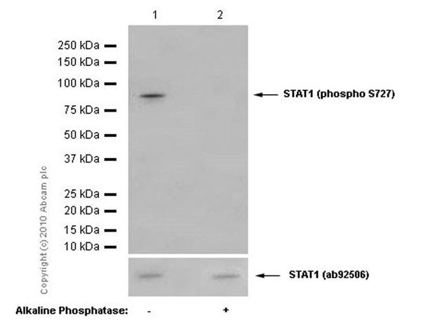 Western blot - Anti-STAT1 (phospho S727) antibody [EPR3146] (ab109461), expandable thumbnail
