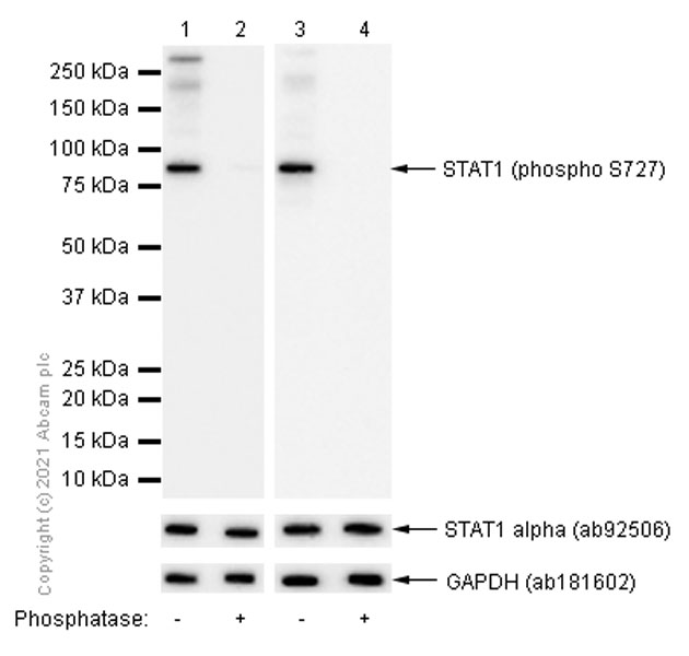 Western blot - Anti-STAT1 (phospho S727) antibody [EPR3146] (AB109461), expandable thumbnail