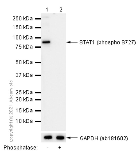 Western blot - Anti-STAT1 (phospho S727) antibody [EPR3146] (AB109461), expandable thumbnail