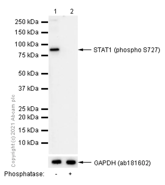 Western blot - Anti-STAT1 (phospho S727) antibody [EPR3146] (AB109461)