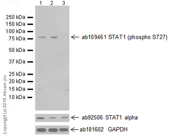 Western blot - Anti-STAT1 (phospho S727) antibody [EPR3146] (AB109461), expandable thumbnail
