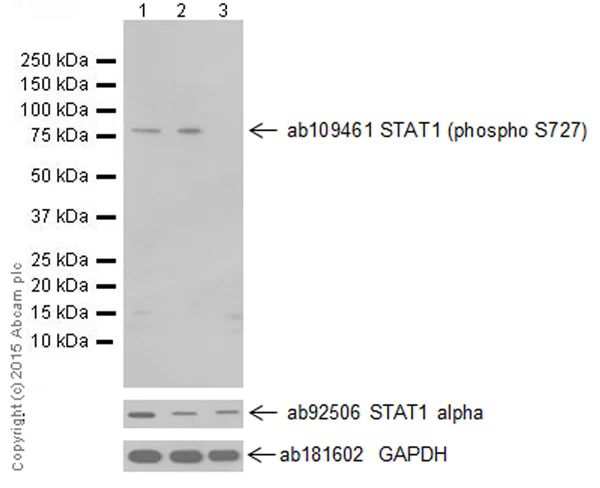 Western blot - Anti-STAT1 (phospho S727) antibody [EPR3146] (AB109461)
