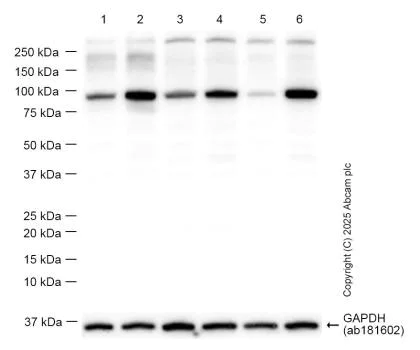 Western blot - Anti-STAT1 (phospho S727) antibody [EPR3146] (AB109461)