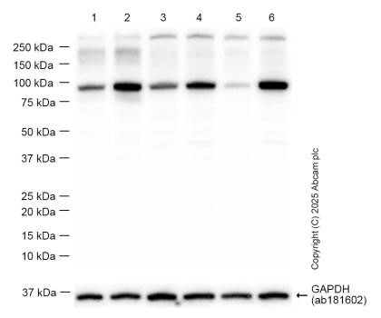 Western blot - Anti-STAT1 (phospho S727) antibody [EPR3146] - BSA and Azide free (AB215820)