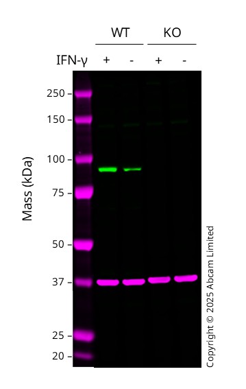 Western blot - Anti-STAT1 (phospho S727) antibody [EPR3146] - BSA and Azide free (AB215820)