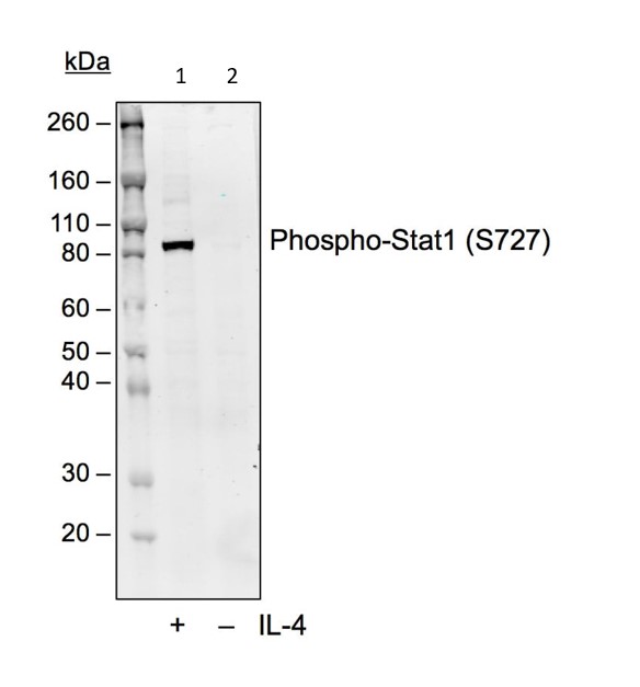 Western blot - Anti-STAT1 (phospho S727) antibody [Stat1S727-C6] (AB278718), expandable thumbnail