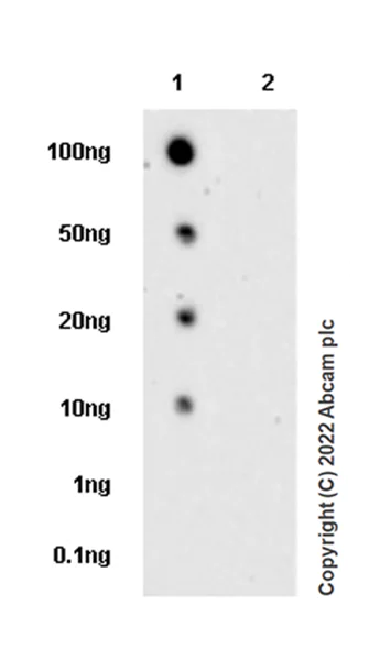 Dot Blot - Anti-STAT1 (phospho Y701) antibody [14/P-STAT1] (AB307835)