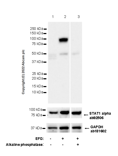 Western blot - Anti-STAT1 (phospho Y701) antibody [14/P-STAT1] (AB307835)