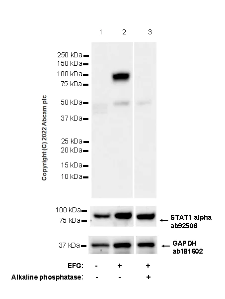 Western blot - Anti-STAT1 (phospho Y701) antibody [14/P-STAT1] (AB307835)