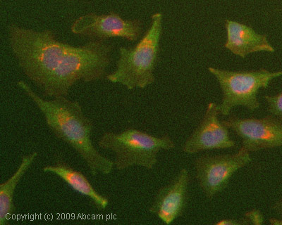 Immunocytochemistry/ Immunofluorescence - Anti-STAT1 (phospho Y701) antibody (AB30645), expandable thumbnail