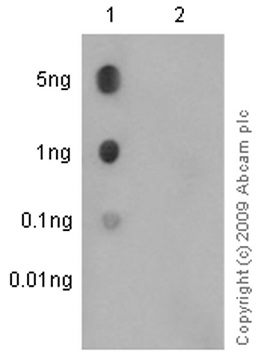 Dot Blot - Anti-STAT1 (phospho Y701) antibody [EPR3147] (AB109457), expandable thumbnail
