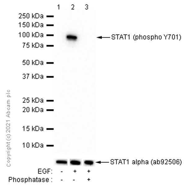 Western blot - Anti-STAT1 (phospho Y701) antibody [EPR3147] (AB109457), expandable thumbnail