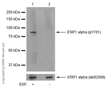 Western blot - Anti-STAT1 (phospho Y701) antibody [EPR3147] (AB109457), expandable thumbnail