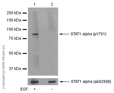 Western blot - Anti-STAT1 (phospho Y701) antibody [EPR3147] (AB109457)