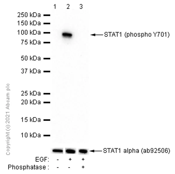 Western blot - Anti-STAT1 (phospho Y701) antibody [EPR3147] - BSA and Azide free (AB247870)