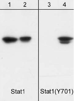 Western blot - Anti-STAT1 (phospho Y701) antibody [M135] (AB29045), expandable thumbnail