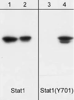 Western blot - Anti-STAT1 (phospho Y701) antibody [M135] (AB29045)