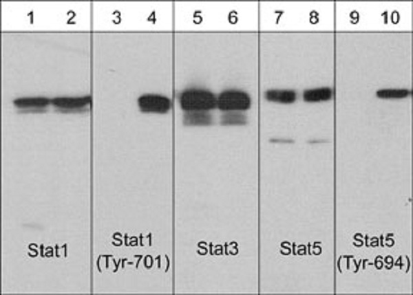 Western blot - Anti-STAT1 (phospho Y701) antibody [M135] (AB29045), expandable thumbnail