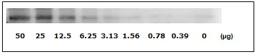 Western blot - STAT1 (pS727) ELISA Kit (AB126454)