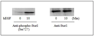 Western blot - STAT1 (pS727) ELISA Kit (AB126454)