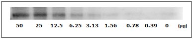Western blot - STAT1 (pS727) + total STAT1 ELISA Kit (AB126455), expandable thumbnail