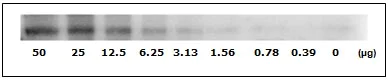 Western blot - STAT1 (pS727) + total STAT1 ELISA Kit (AB126455)