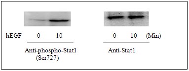 Western blot - STAT1 (pS727) + total STAT1 ELISA Kit (AB126455), expandable thumbnail