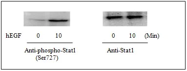 Western blot - STAT1 (pS727) + total STAT1 ELISA Kit (AB126455)