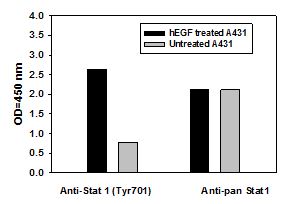 Sandwich ELISA - STAT1 (pY701) ELISA Kit (AB126456), expandable thumbnail