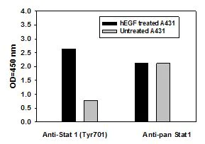 Sandwich ELISA - STAT1 (pY701) ELISA Kit (AB126456)