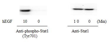Western blot - STAT1 (pY701) ELISA Kit (AB126456), expandable thumbnail