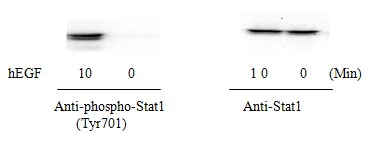 Western blot - STAT1 (pY701) ELISA Kit (AB126456)