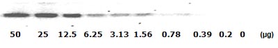 Western blot - STAT1 (pY701) ELISA Kit (AB126456), expandable thumbnail