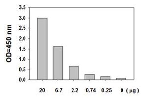 Sandwich ELISA - STAT1 (pY701) + total STAT1 ELISA Kit (AB126457), expandable thumbnail