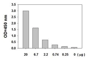 Sandwich ELISA - STAT1 (pY701) + total STAT1 ELISA Kit (AB126457)