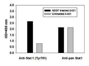 Sandwich ELISA - STAT1 (pY701) + total STAT1 ELISA Kit (AB126457), expandable thumbnail