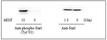 Western blot - STAT1 (pY701) + total STAT1 ELISA Kit (AB126457), expandable thumbnail