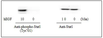 Western blot - STAT1 (pY701) + total STAT1 ELISA Kit (AB126457)