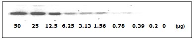 Western blot - STAT1 (pY701) + total STAT1 ELISA Kit (AB126457), expandable thumbnail
