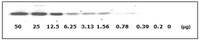 Western blot - STAT1 (pY701) + total STAT1 ELISA Kit (AB126457)