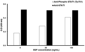 In-Cell ELISA - STAT1 (Tyr701) In-Cell ELISA Kit (AB126426)
