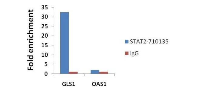 ChIP - Anti-STAT2 antibody [1HCLC] (AB277764)