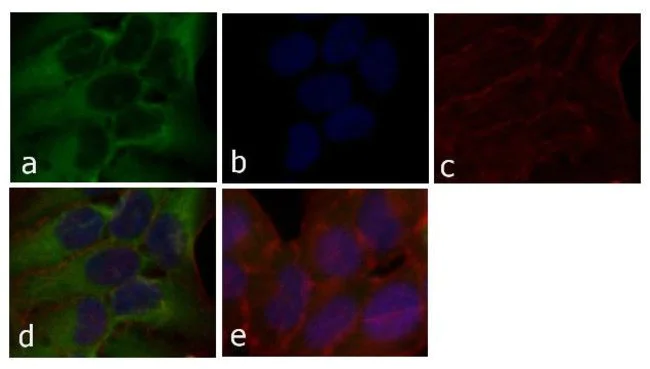 Immunocytochemistry - Anti-STAT2 antibody [1HCLC] (AB277764)