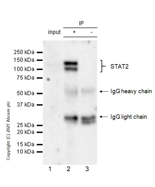 Immunoprecipitation - Anti-STAT2 antibody [22/Stat2] - BSA and Azide free (AB280904)