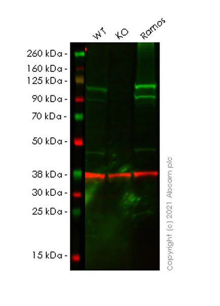 Western blot - Anti-STAT2 antibody [22/Stat2] - BSA and Azide free (AB280904)
