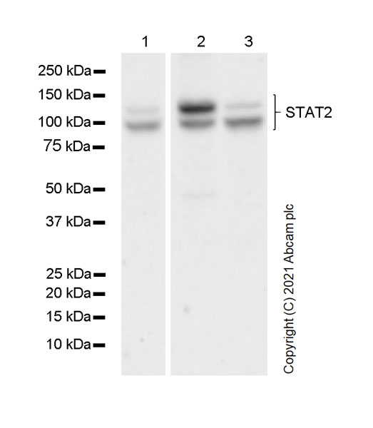 Western blot - Anti-STAT2 antibody [22/Stat2] - BSA and Azide free (AB280904), expandable thumbnail