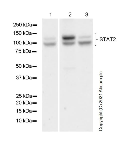 Western blot - Anti-STAT2 antibody [22/Stat2] - BSA and Azide free (AB280904)