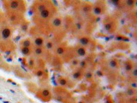 Immunohistochemistry (Formalin/PFA-fixed paraffin-embedded sections) - Anti-STAT2 antibody (AB233177)