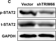 Western blot - Anti-STAT2 antibody (AB233177)